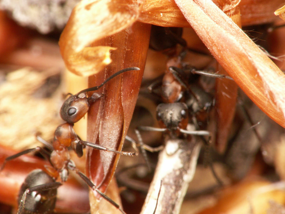 Deux fourmis Formica sp. transportant une brindille.