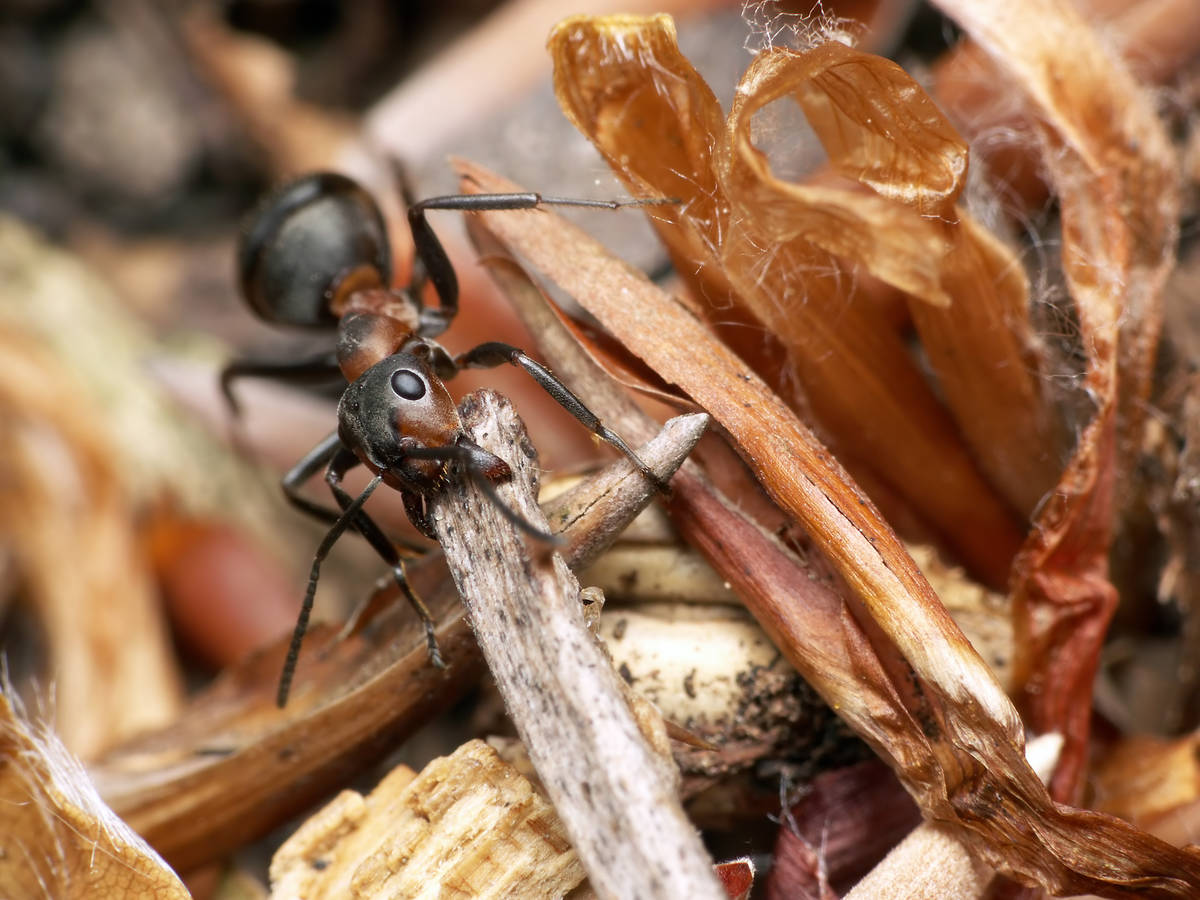 Macrophotographie d'une fourmi Formica sp. transportant une petite brindille, avec un focus net sur son œil composé.