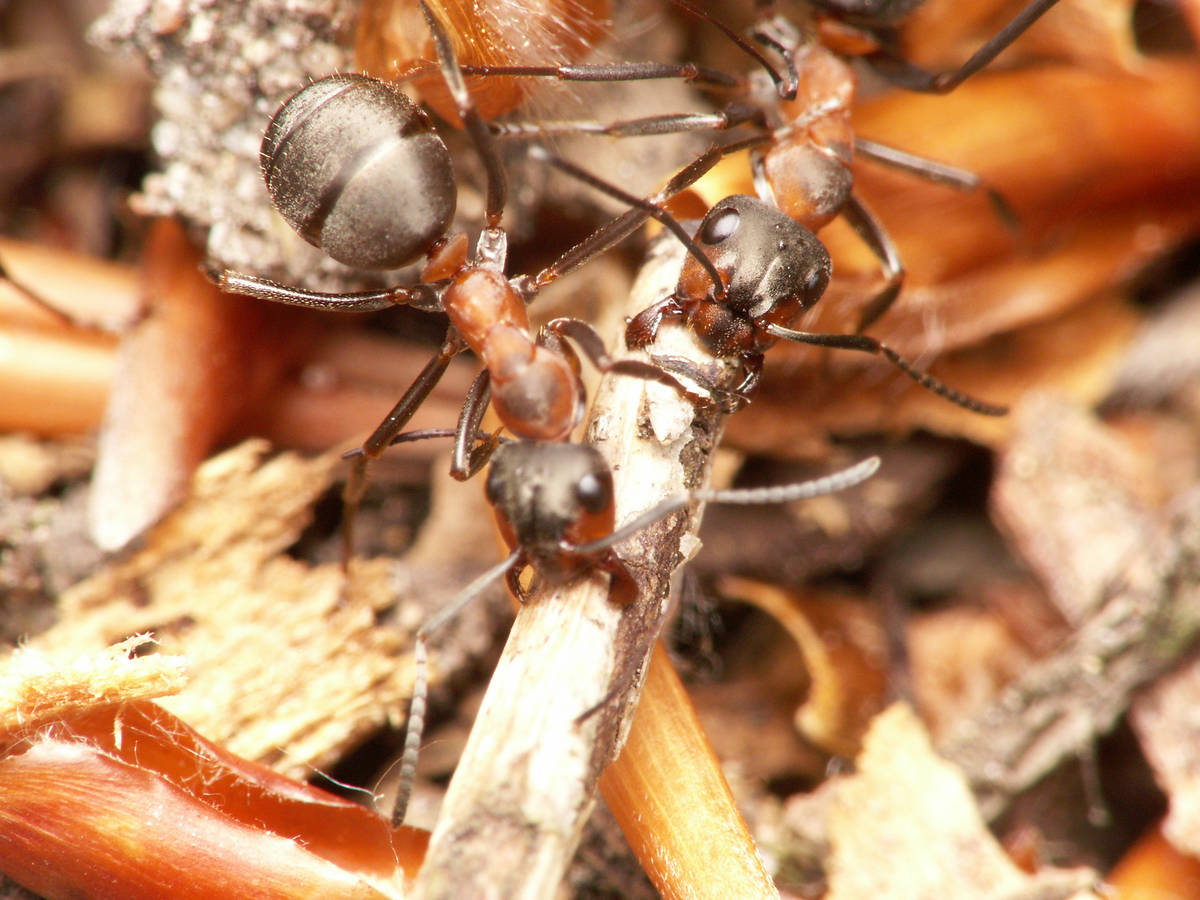 Un groupe de fourmis Formica sp. transportant des brindilles.