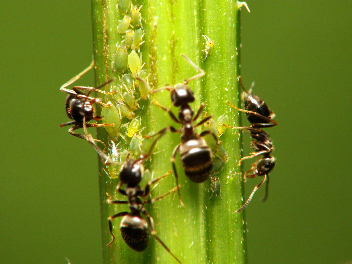 Fourmi Lasius sp. récoltant du miellat auprès d'une colonie de pucerons sur une tige de plante