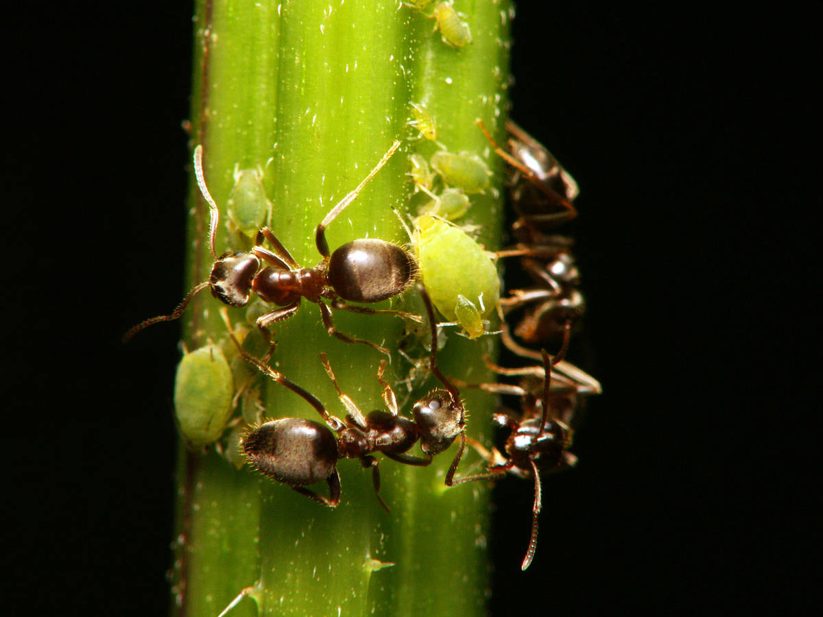 Gros plan d'une fourmi Lasius sp. récoltant du miellat auprès d'un puceron.
