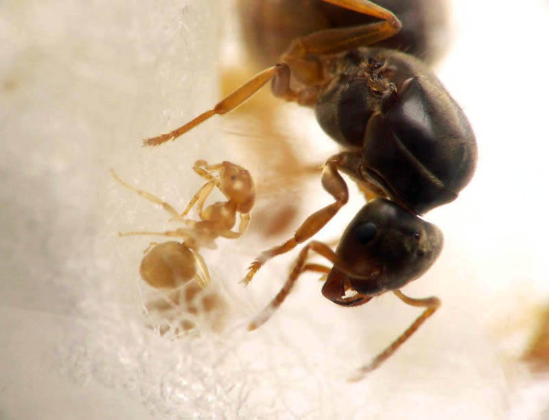 Gyne Lasius flavus avec une de ses premières ouvrières dans un tube à essai.