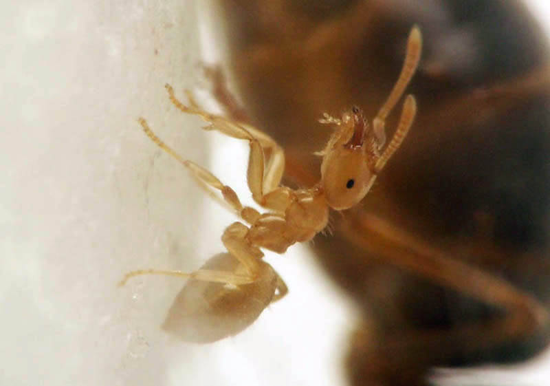 Zoom sur une ouvrière Lasius flavus, mettant en évidence les détails de son exosquelette.