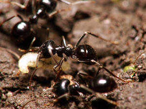 Image de l'article : Migration printanière de Lasius fuliginosus : Organisation et transport du couvain en milieu forestier