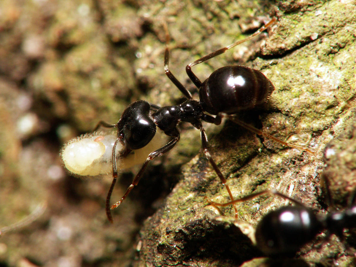 Ouvrière Lasius fuliginosus portant une larve pendant le déménagement printanier