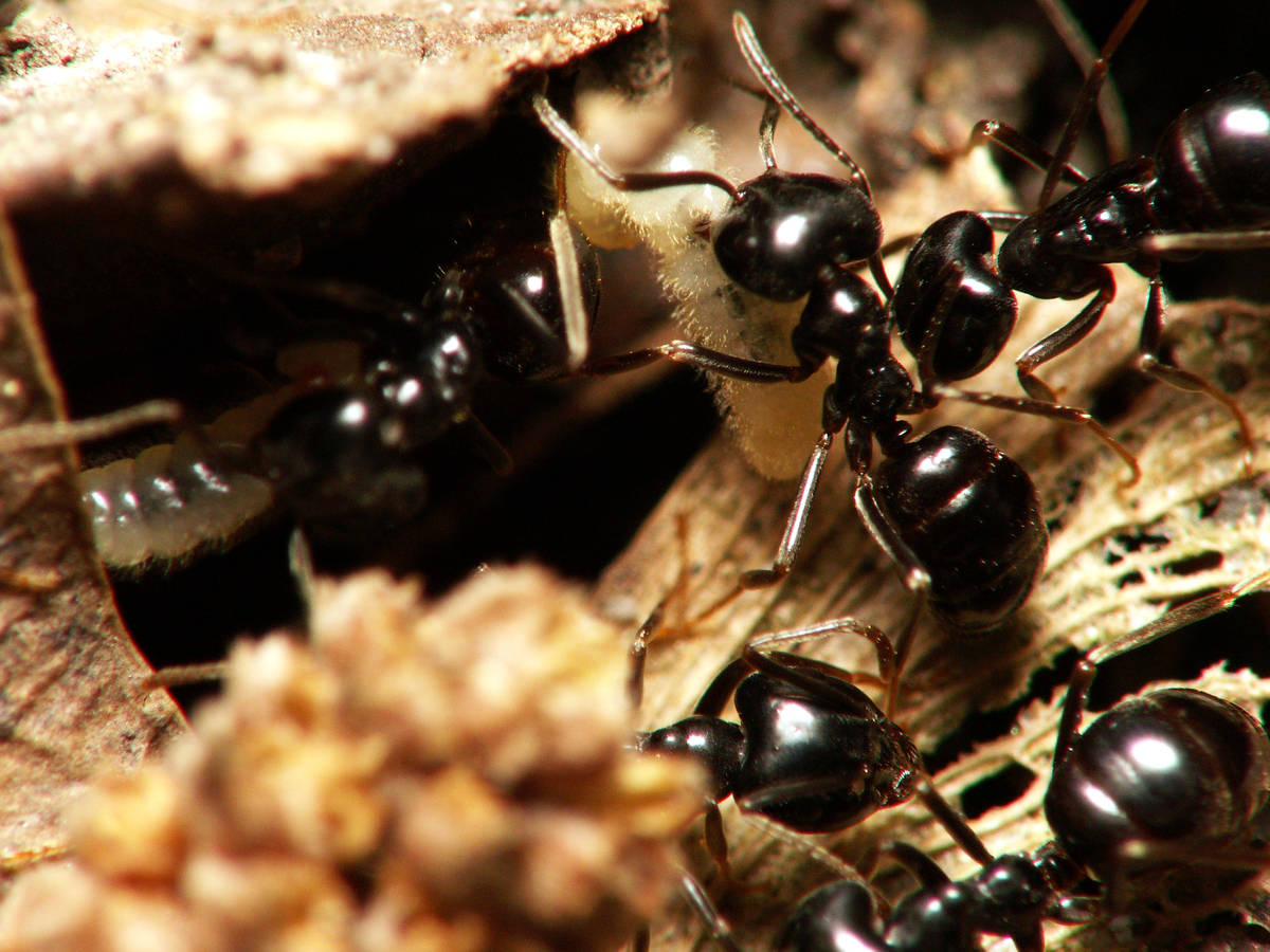 Fourmis Lasius fuliginosus traversant la forêt lors du déménagement printanier