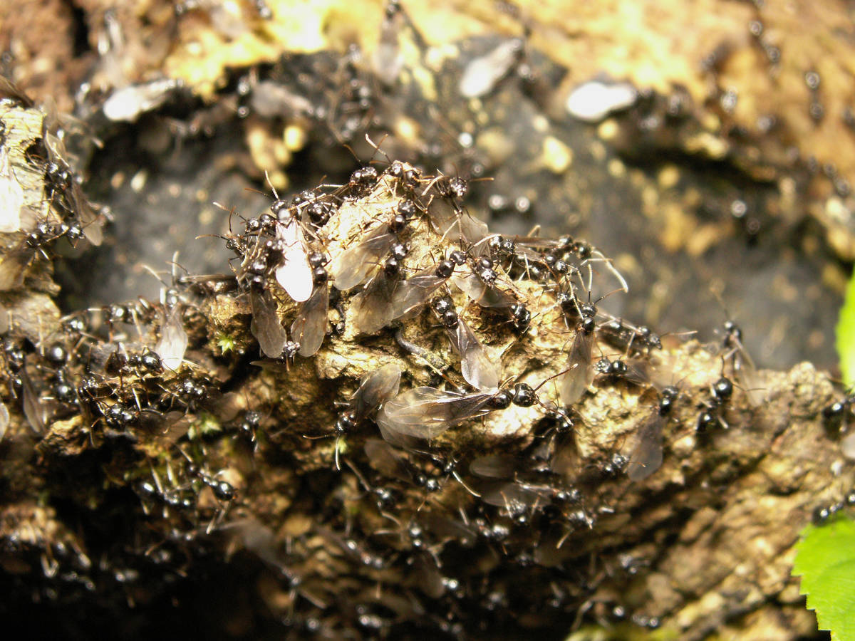 Vue d'ensemble de l'essaimage de Lasius fuliginosus avec des gynes et des mâles.