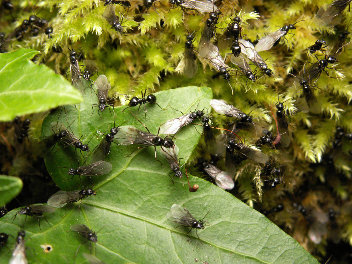 Un groupe de fourmis Lasius fuliginosus en plein essaimage.