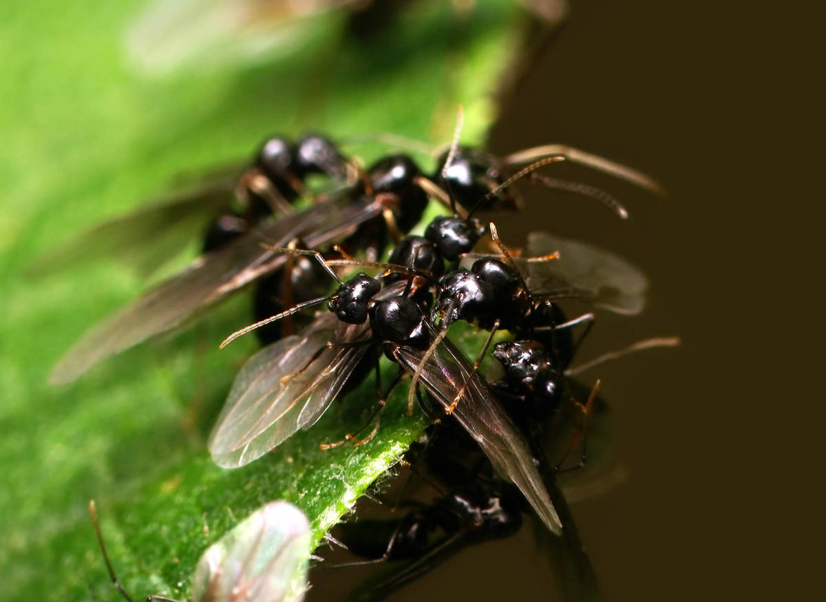 Gyne Lasius fuliginosus sur le bord d'une feuille, se préparant à s'envoler pour l'essaimage.