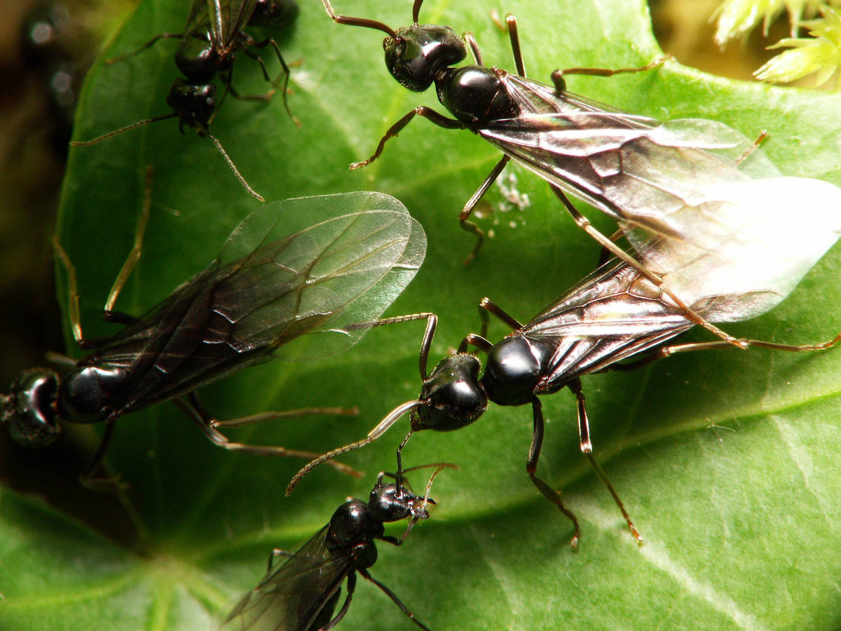 Vue de dessus de gynes Lasius fuliginosus montrant leurs ailes délicates prêtes pour l'essaimage.