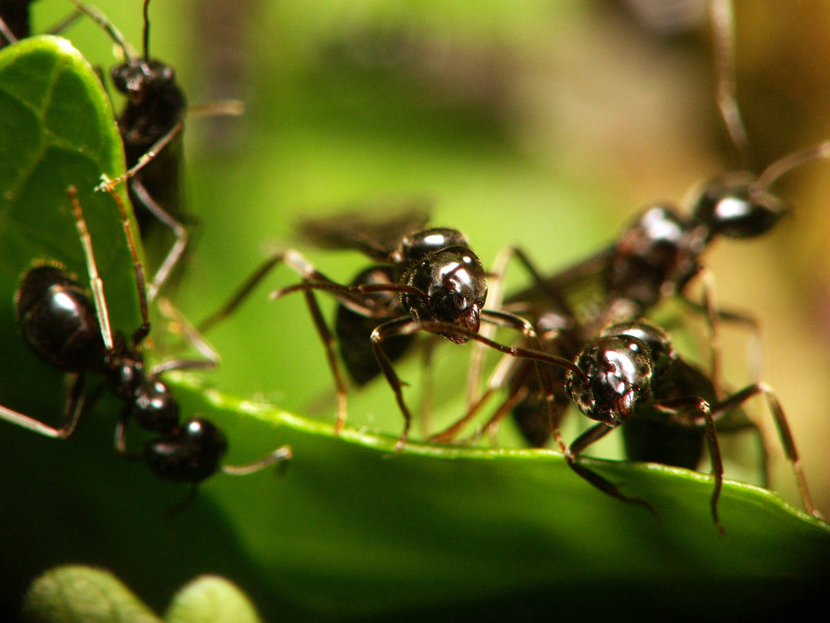 Gros plan de face sur plusieurs gynes Lasius fuliginosus ailées avant leur envol nuptial.