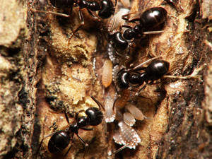 Image de l'article : Lasius fuliginosus : Observation comportementale de la Fourmi Noire des Bois