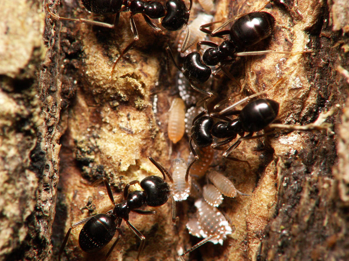 Ouvrières Lasius fuliginosus affairées autour d'une colonie de pucerons sur une branche, illustrant leur symbiose.