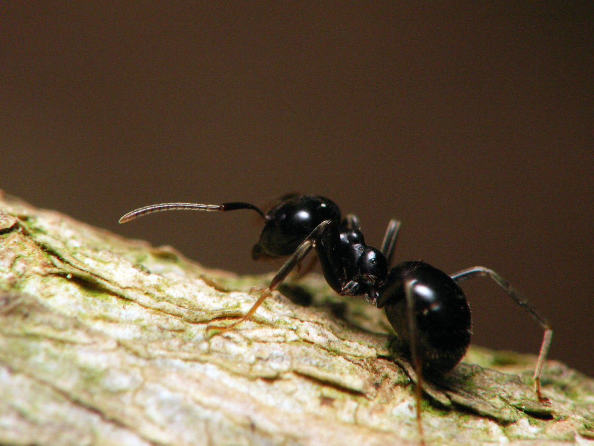 Gros plan détaillé d'une ouvrière Lasius fuliginosus, montrant sa couleur noire brillante et ses mandibules.