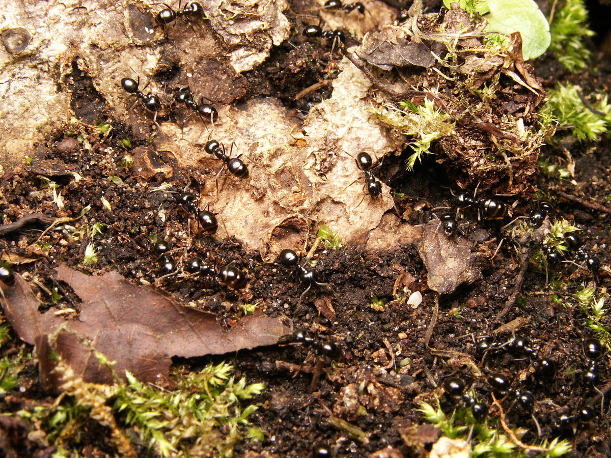 Groupe d'ouvrières Lasius fuliginosus dont certaines ont le gastre distendu, signe d'un retour de collecte de miellat.