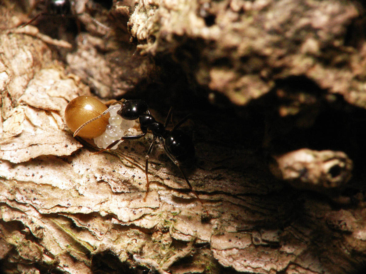 Macrophoto d'une Lasius fuliginosus portant un objet mystère.