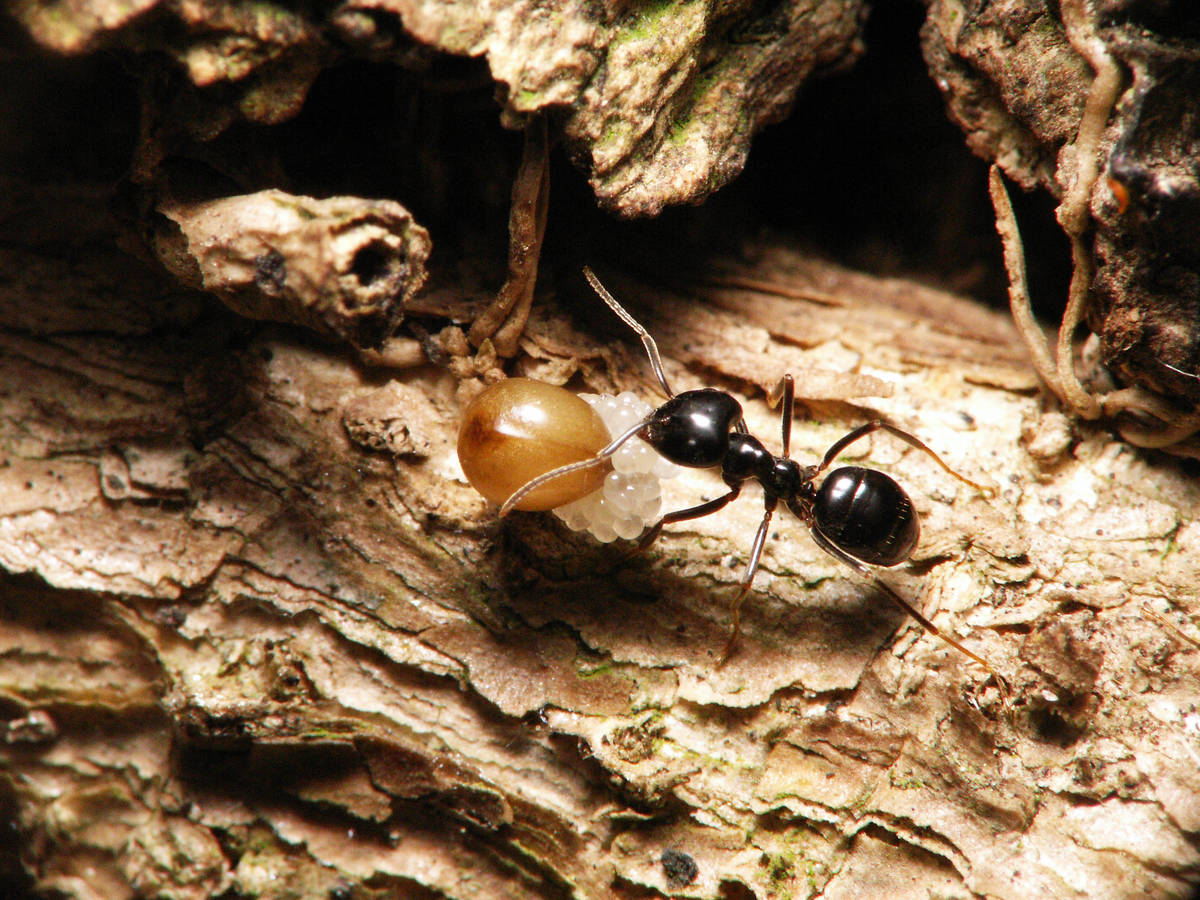 Fourmi Lasius fuliginosus transportant un petit objet non identifié sur une feuille.