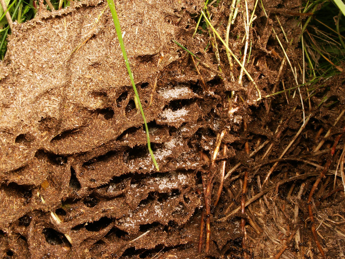 Vue d'ensemble du nid de fourmis Lasius exposé sous une pierre soulevée, montrant les galeries et les ouvrières.