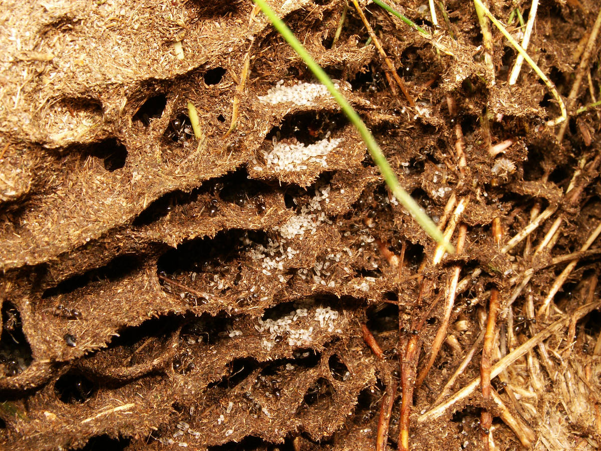 Gros plan sur les larves de Lasius dans les chambres du nid, avec des ouvrières s'affairant.