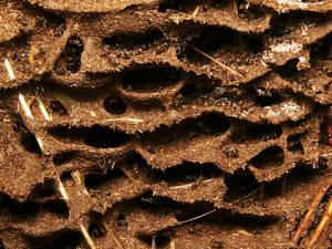 Image de l'article : Nid de Lasius : Structure, fonction et observation des galeries souterraines