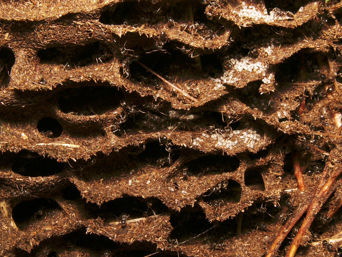 Zoom sur les détails des galeries d'un nid de Lasius, avec des ouvrières visibles.
