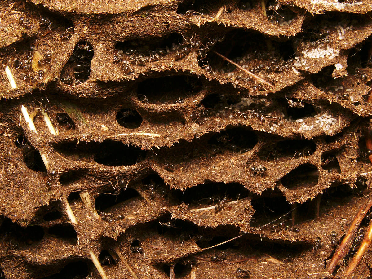 Coupe transversale du sol montrant la structure complexe des galeries et loges d'un nid de Lasius.