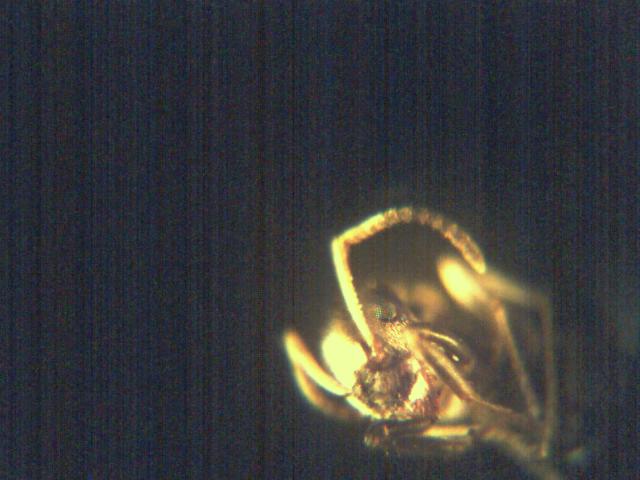 Photo macrophotographique d'une fourmi Lasius niger observée au microscope, illustrant les débuts en macrophotographie.