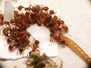 Image de l'article : Déclin d'une colonie de Myrmica rubra : Analyse des symptômes, causes potentielles et observations comportementales atypiques