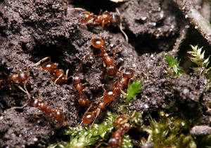 Image de l'article : Myrmica rubra : Observation et caractéristiques d'une fourmi rouge en milieu forestier