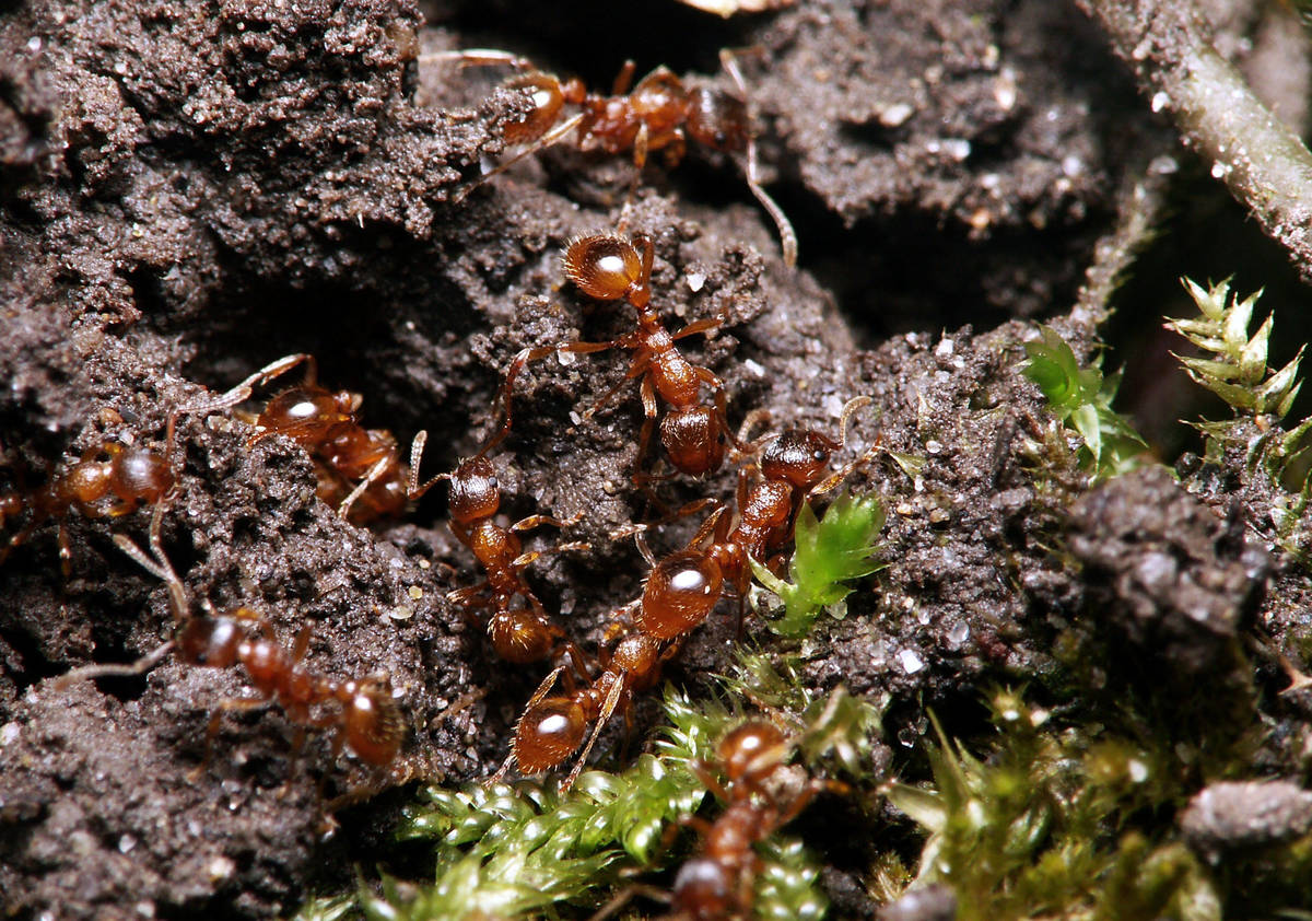 Myrmica rubra dans la mousse humide, leur habitat naturel