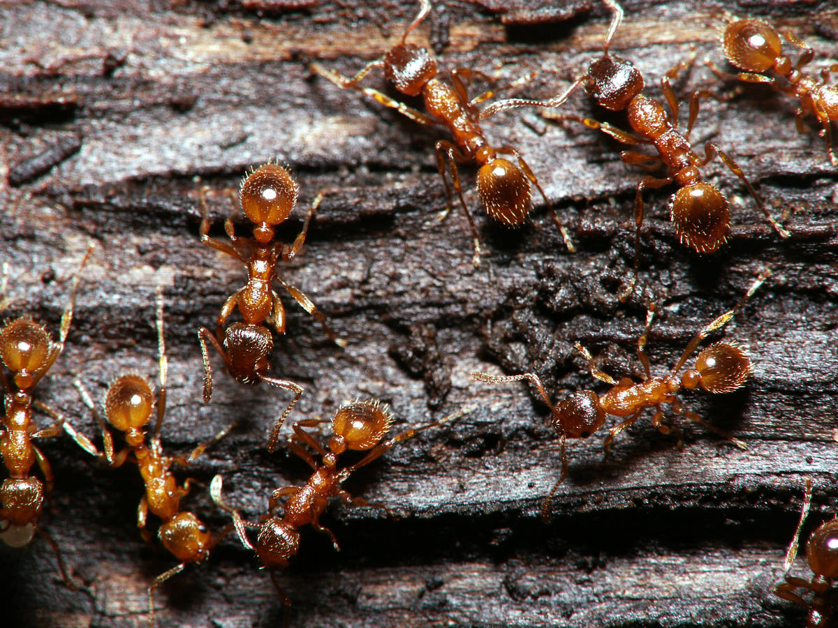 Gros plan sur des ouvrières Myrmica rubra montrant leur couleur rougeâtre