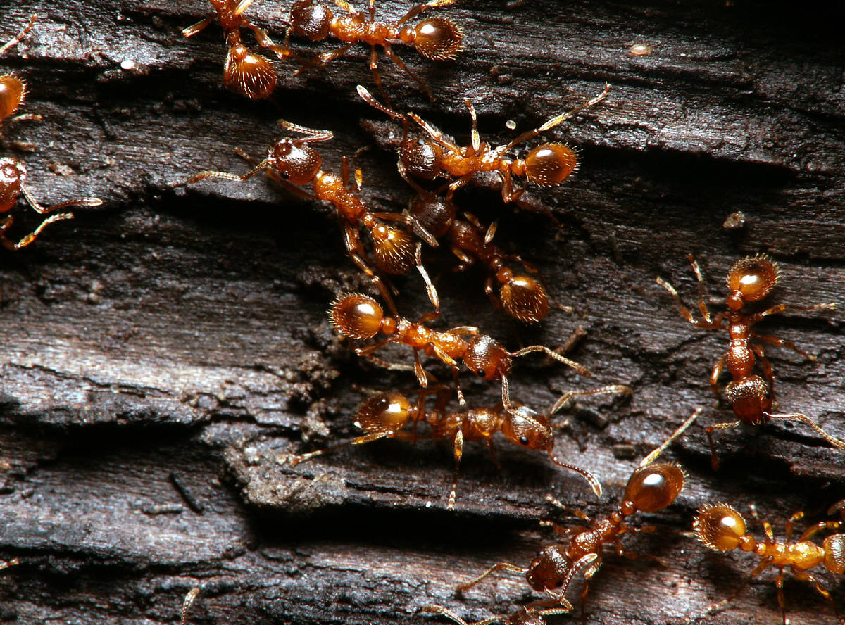Ouvrières Myrmica rubra explorant les alentours du nid