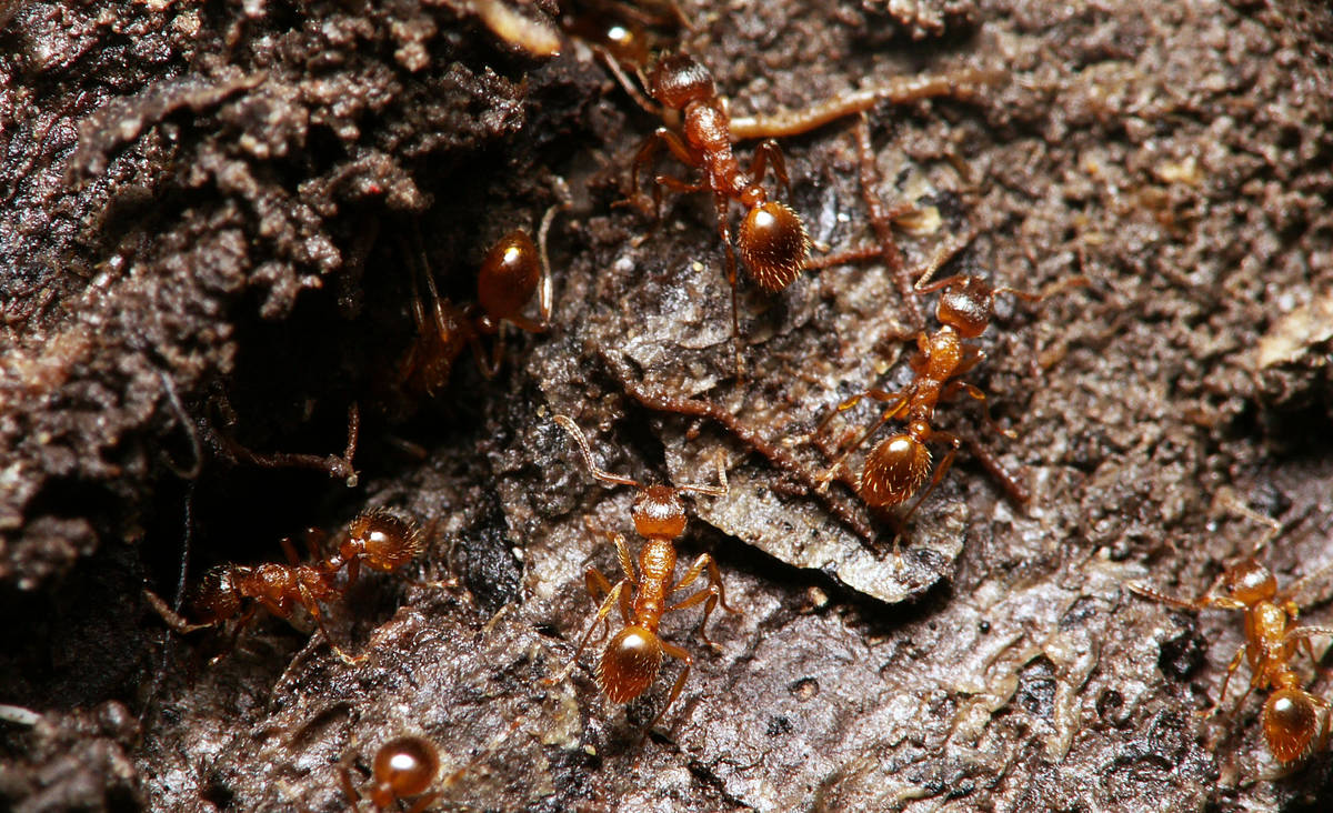 Groupe d'ouvrières Myrmica rubra en déplacement