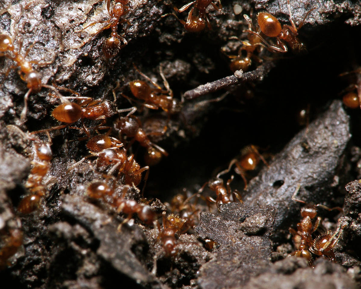 Ouvrières de Myrmica rubra à l'entrée de leur nid sous une écorce