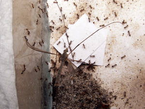 Image de l'article : Prédation coordonnée : Pheidole pallidula vs. Tipule (Tipulidae)