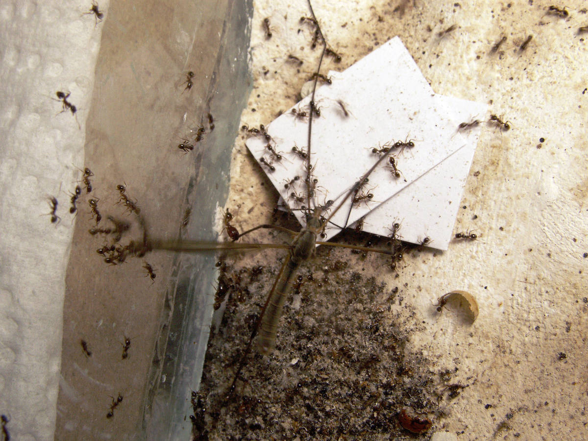 Gros plan sur plusieurs ouvrières Pheidole pallidula maintenant et découpant une tipule lors de la phase d’immobilisation