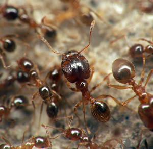 Image de l'article : Pheidole pallidula en élevage : polymorphisme, organisation sociale et comportements observés