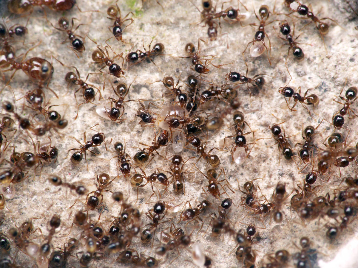 Vue d'ensemble du couvain de la colonie Pheidole pallidula en mai 2007, montrant un amas de larves d'ouvrières de tailles diverses.