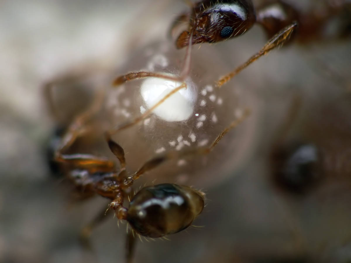 Zoom sur une larve de Pheidole pallidula de forme arrondie et de grande taille, caractéristique d'une larve 'boulaire' avant la nymphose.