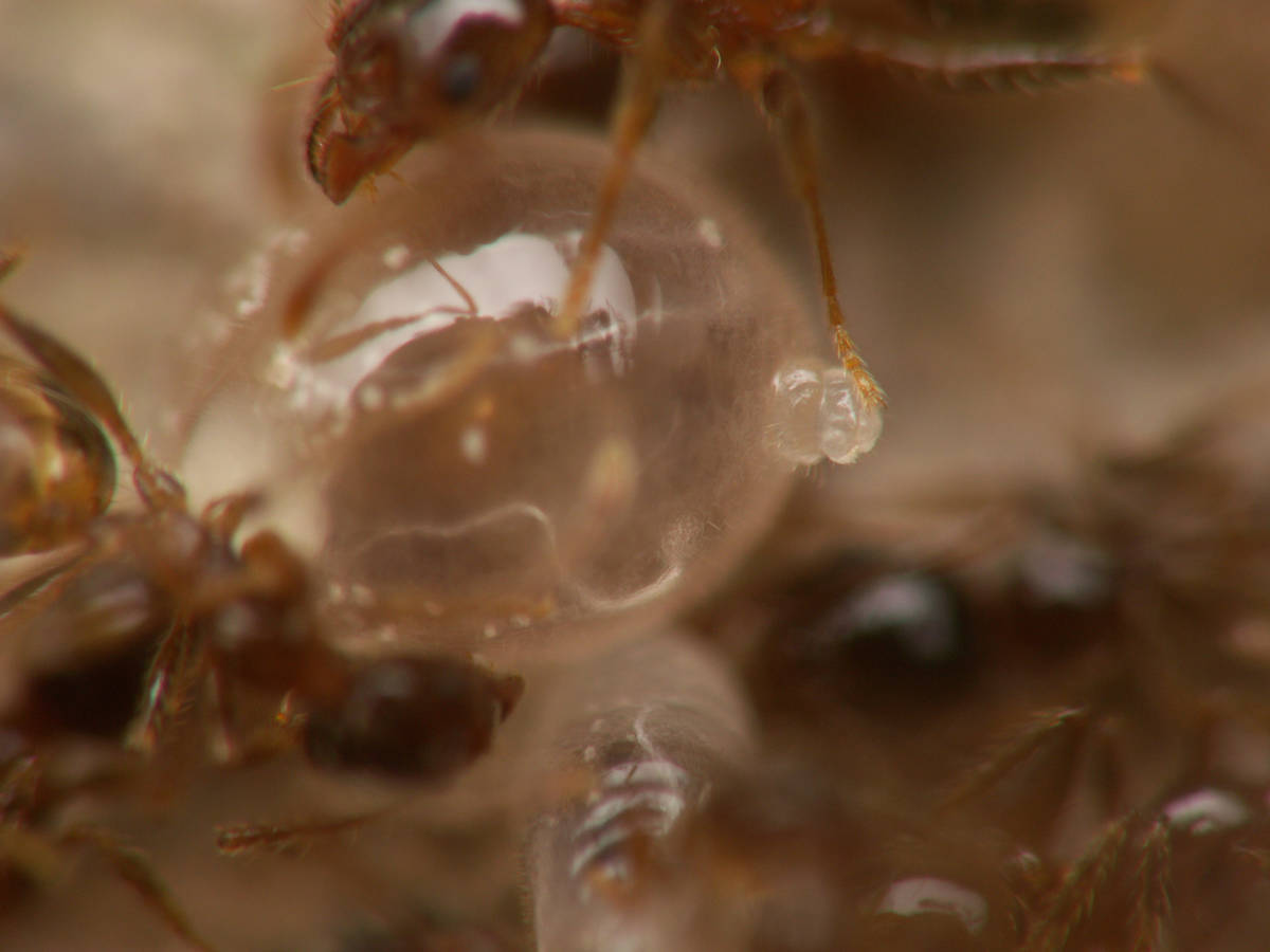 Gros plan sur une larve de Pheidole pallidula en forme de boule, potentiellement une larve de sexuée ou une larve d'ouvrière à un stade avancé.
