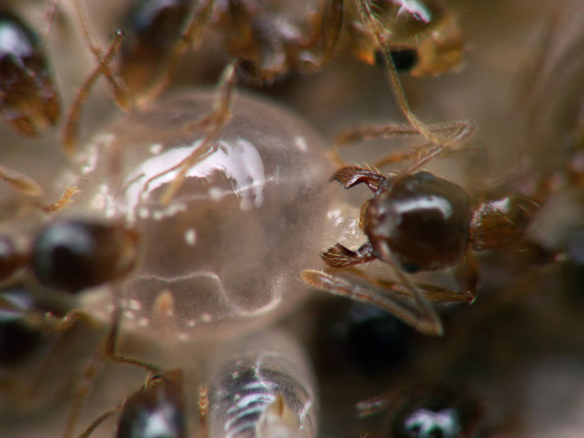 Très grosse larve de Pheidole pallidula, possiblement une larve de sexuée, recevant de la nourriture par trophallaxie d'une ouvrière.