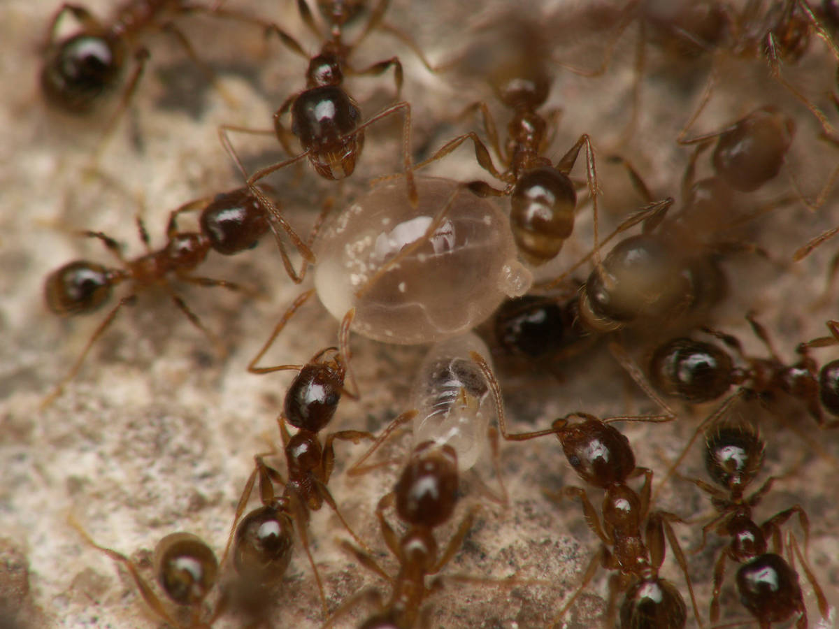 Plan macro sur une larve de Pheidole pallidula, potentiellement une larve de sexuée.