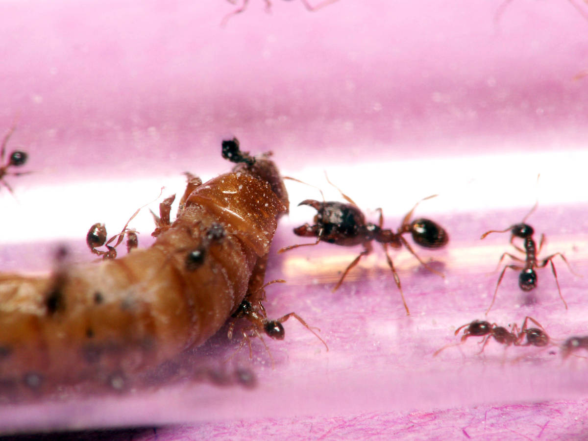 Major Pheidole pallidula attaquant une larve de ténébrion, la saisissant avec ses puissantes mandibules.