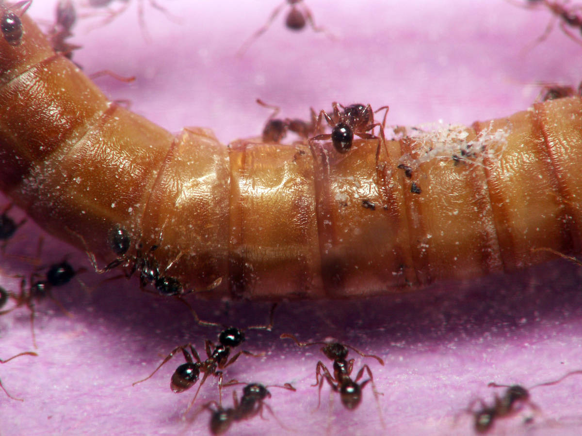 Gros plan sur une ouvrière Pheidole pallidula mordant intensément une larve de ténébrion.