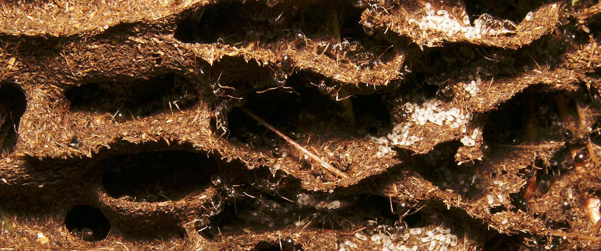 Myrmecophoto - Galerie de macrophotographies scientifiques de fourmis et myrmécologie