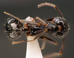 Aphaenogaster gibbosa - Vue taxonomique