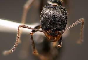 Aphaenogaster gibbosa - Vue taxonomique