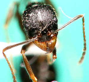 Aphaenogaster gibbosa - mandibule - ouvriere