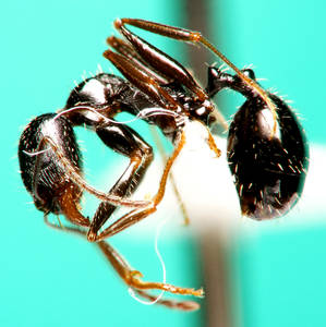 Aphaenogaster gibbosa - profil-antenne - ouvriere