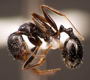 Aphaenogaster gibbosa - Vue taxonomique